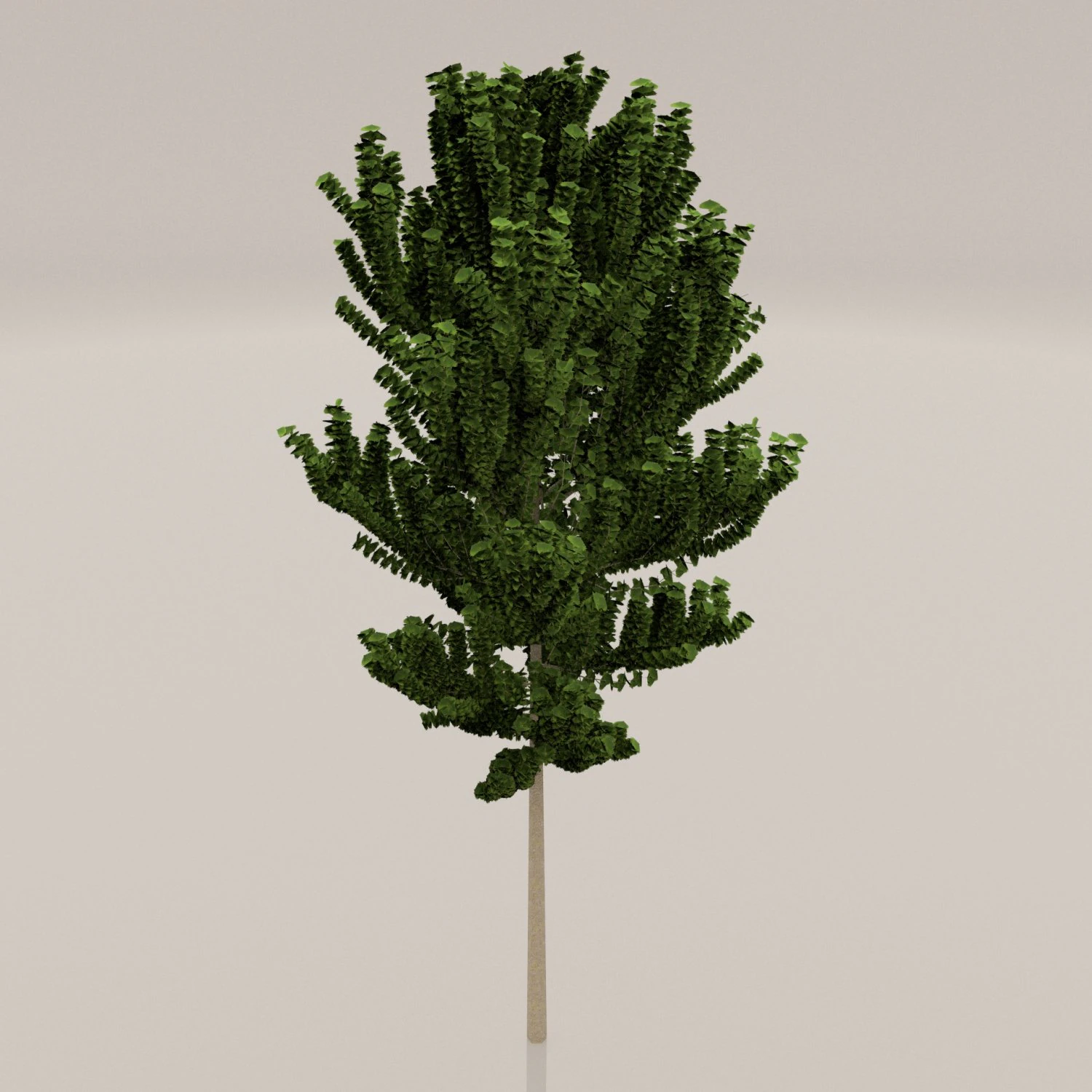 birch tree 3D Model .c4d .max .obj .3ds .fbx .stl .blend 