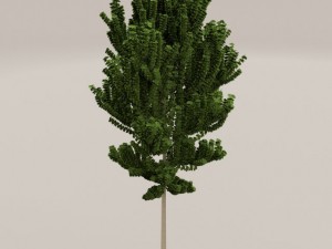 birch tree Model 3D