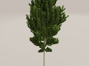 birch tree Model 3D