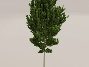 birch tree 3D Model