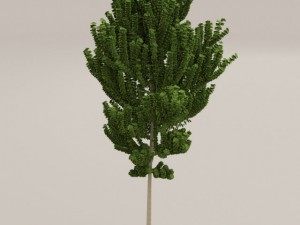 birch tree Model 3D