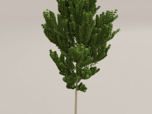 birch tree Model 3D