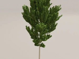 birch tree 3D Model