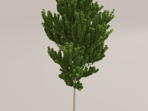 birch tree Model 3D