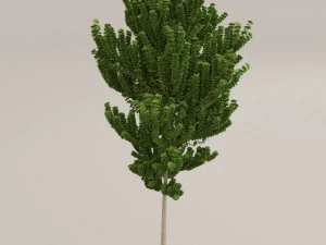birch tree 3D Model