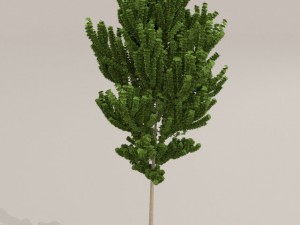 birch tree Model 3D
