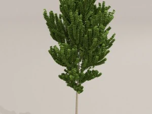 birch tree 3D Model