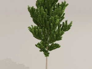 birch tree 3D Model