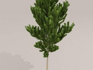 birch tree Model 3D
