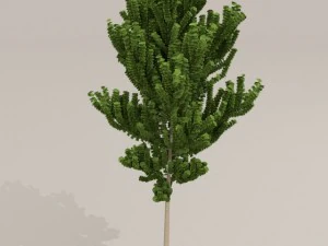 birch tree 3D Model