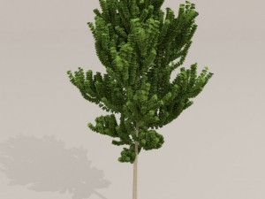 birch tree Model 3D