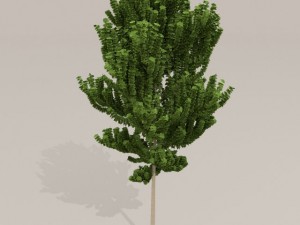birch tree Model 3D