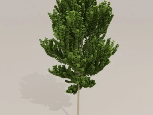 birch tree 3D Model