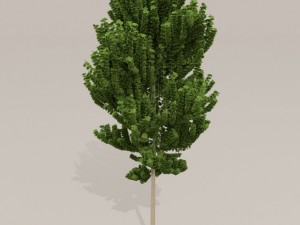birch tree Model 3D