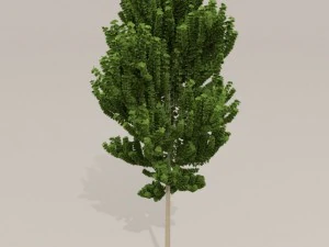 birch tree 3D Model