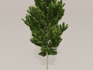 birch tree Model 3D