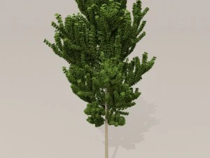 birch tree 3D Model