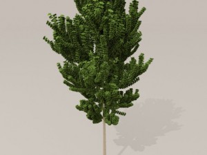 birch tree Model 3D