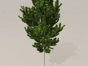 birch tree 3D Model