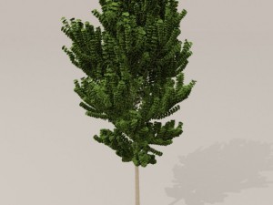 birch tree Model 3D