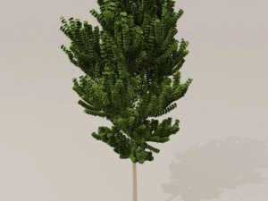 birch tree 3D Model