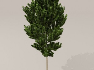 birch tree Model 3D