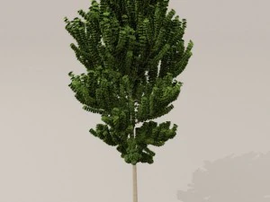 birch tree 3D Model