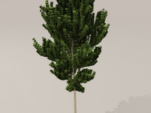 birch tree Model 3D