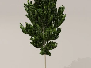 birch tree 3D Model