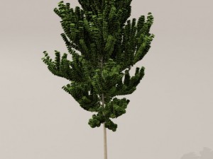 birch tree Model 3D