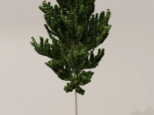 birch tree 3D Model