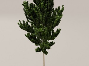 birch tree Model 3D