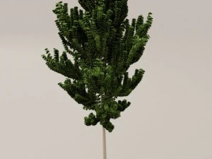 birch tree 3D Model