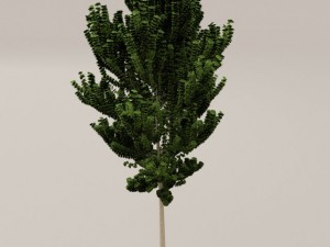 birch tree Model 3D