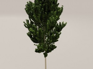 birch tree Model 3D