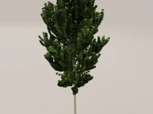 birch tree 3D Model