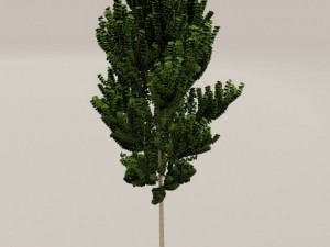 birch tree Model 3D