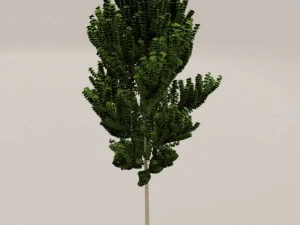 birch tree 3D Model