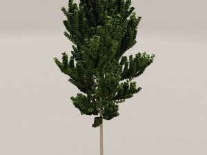 birch tree Model 3D