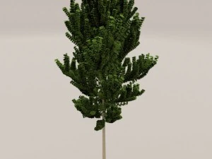 birch tree 3D Model