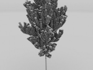 birch tree Model 3D