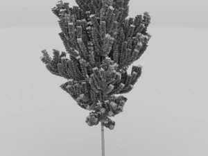 birch tree 3D Model