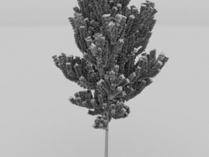 birch tree Model 3D