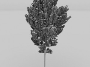 birch tree Model 3D