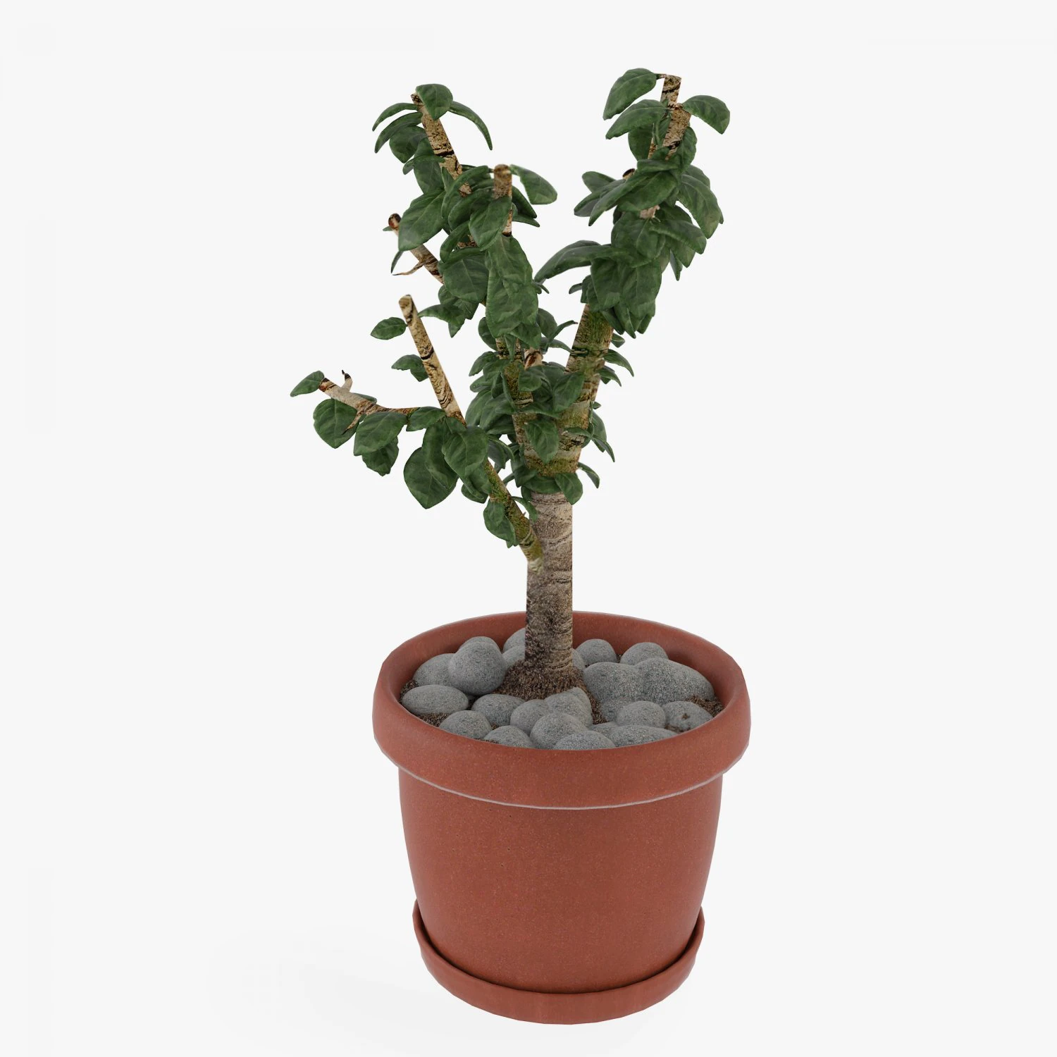 crassula tree 3D Model .c4d .max .obj .3ds .fbx .stl .blend 