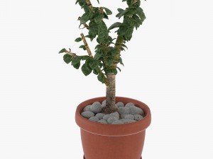 crassula tree Modelo 3D