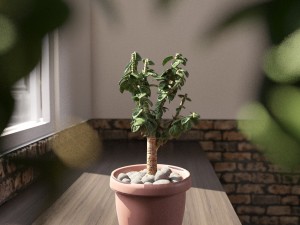 crassula tree Modello 3D