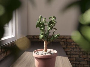crassula tree 3D Model