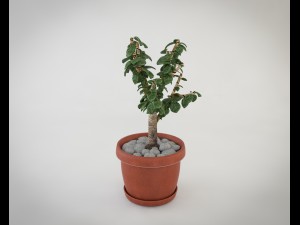 crassula tree Modello 3D
