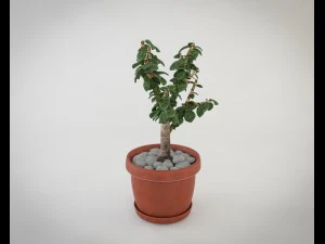 crassula tree 3D Model